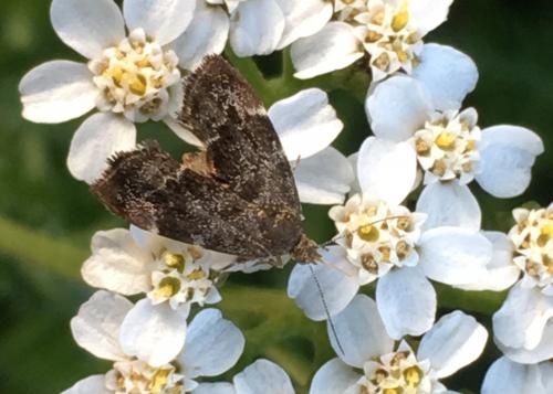 Anthophila fabriciana